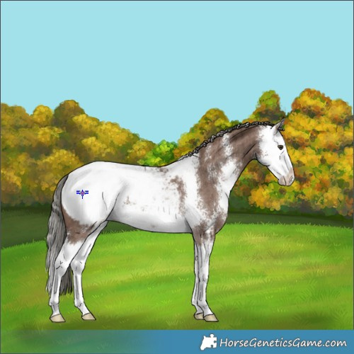 Horse Color:Liver Red Dun Mushroom Sabino Splash Appaloosa Rabicano Brindle 