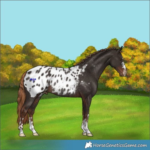 Horse Color:Liver Chestnut Appaloosa Rabicano 