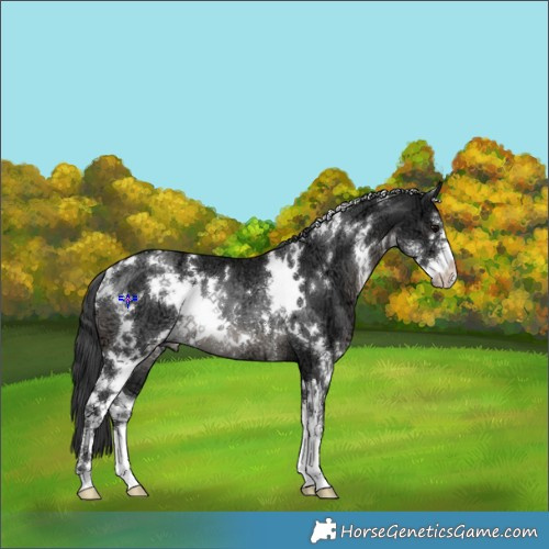 Horse Color:White Spotted Black Ice Sabino Rabicano 