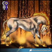 Horse Color:Gold Champagne Onyx 