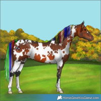 Horse Color:Painted White Spotted Brown 
