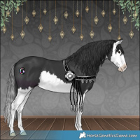 Horse Color:White Spotted Black Splash 