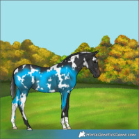 Horse Color:White Spotted Brown 