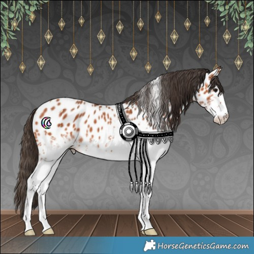 Horse Color:White Spotted Bay Appaloosa 