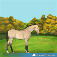 Horse Color:Buckskin Dun 