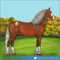 Horse Color:Silver Bay Appaloosa 