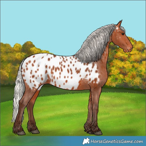 Horse Color:Silver Bay Appaloosa 