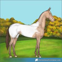 Horse Color:Amber Champagne Snowcap Rabicano 