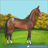 Horse Color:Bay Appaloosa