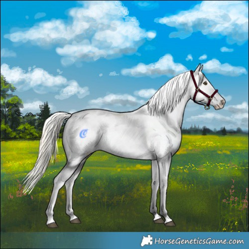 Horse Color:Palomino Dun Splash Appaloosa 