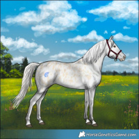 Horse Color:Palomino Dun Splash Appaloosa 