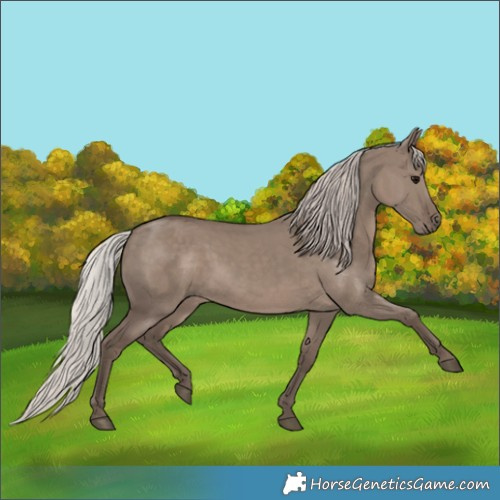 Horse Color:Silver Grullo 