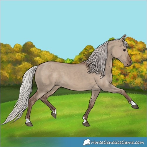 Horse Color:Silver Grullo 