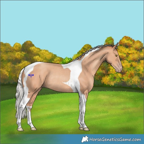 Horse Color:Silver Sable Champagne Tobiano Rabicano 