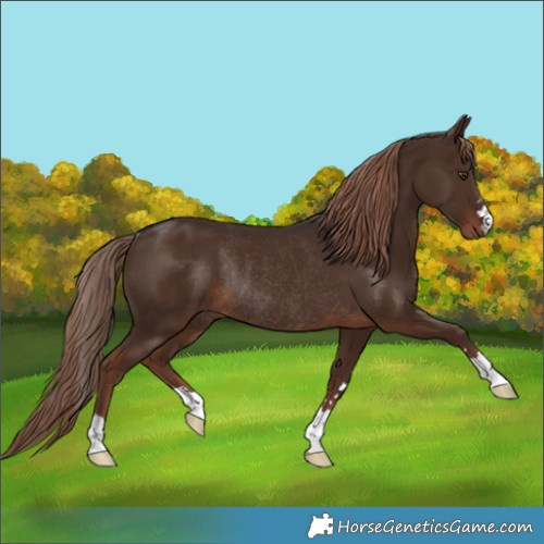 Horse Color:Liver Chestnut Rabicano 