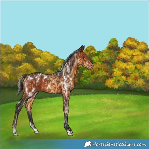 Horse Color:White Spotted Silver Amber Cream Champagne  and White Spotted Bay 