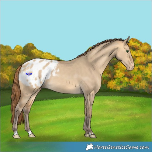 Horse Color:Sable Cream Champagne Dun Appaloosa 