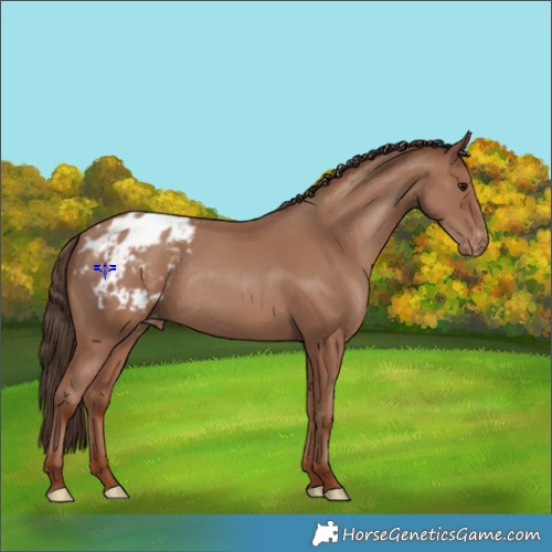 Horse Color:Classic Champagne Appaloosa Rabicano 