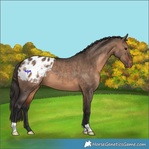 Horse Color:Brown Dun Appaloosa 