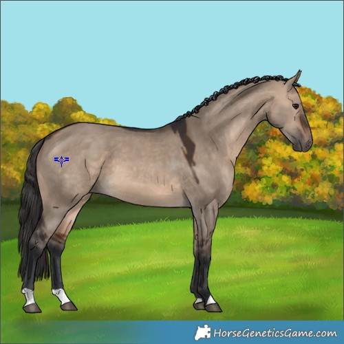 Horse Color:Brown Dun 