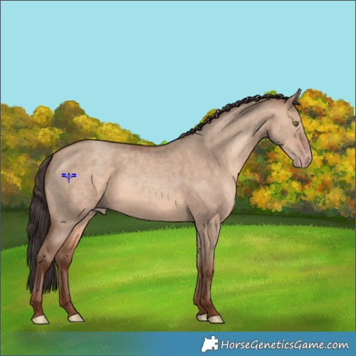 Horse Color:Sable Champagne Dun Rabicano 