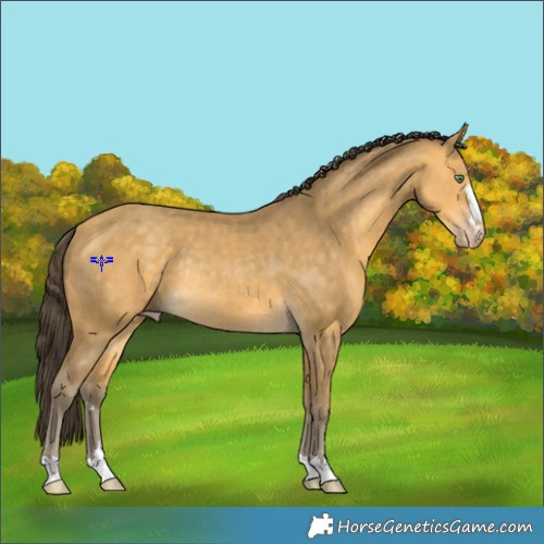 Horse Color:Sable Cream Champagne Rabicano 