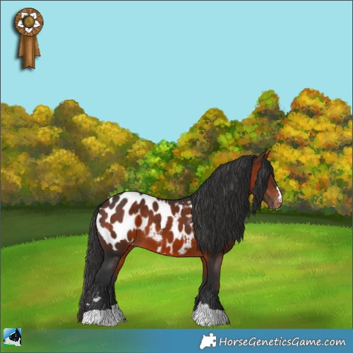 Horse Color:Brown Appaloosa 