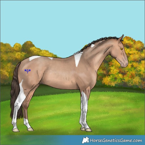 Horse Color:Amber Champagne Tobiano Rabicano 
