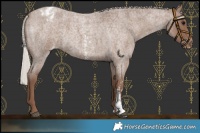 Horse Color:Silver Blue Roan Sabino Appaloosa 