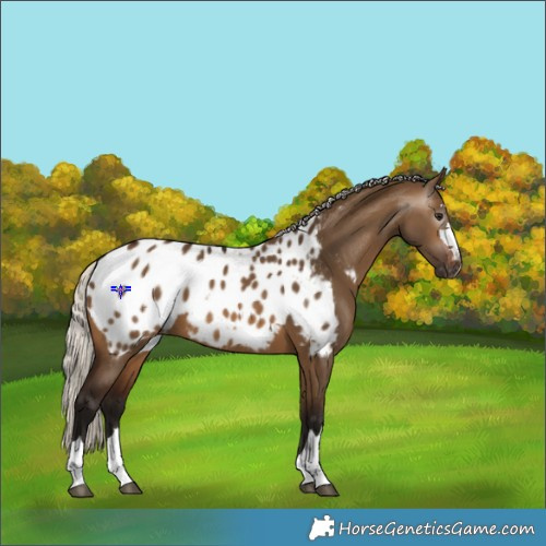 Horse Color:Gray Silver Brown Dun Appaloosa 