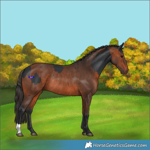 Horse Color:Black Rabicano  and Bay Rabicano 