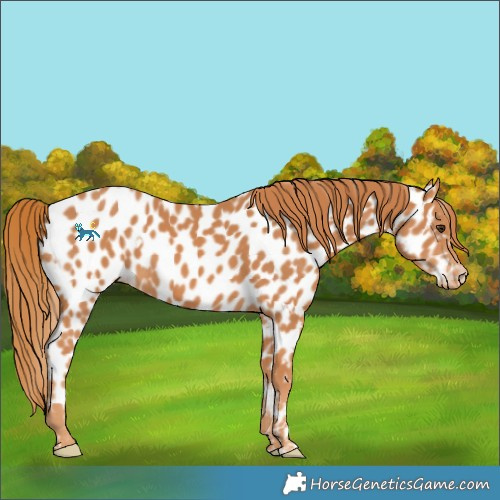 Horse Color:White Spotted Chestnut Leopard 
