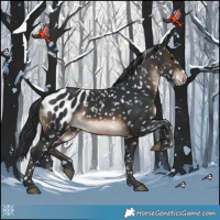 Horse Color:Brown Appaloosa