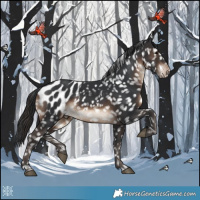 Horse Color:Brown Appaloosa 