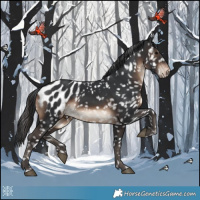 Horse Color:Brown Appaloosa 