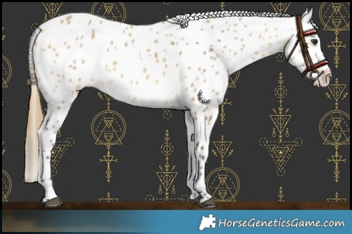 Horse Color:Buckskin Dun Leopard 