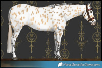 Horse Color:Buckskin Dun Leopard 