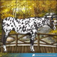 Horse Color:Smoky Black Near Leopard
