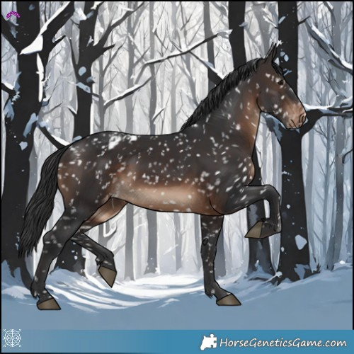 Horse Color:Brown Appaloosa 