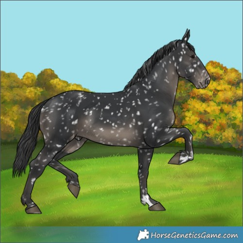 Horse Color:Black Appaloosa 