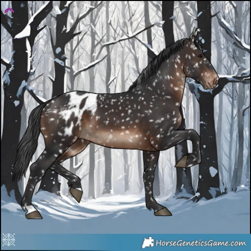 Horse Color:Brown Appaloosa
