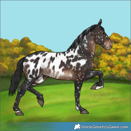 Horse Color:Brown Appaloosa 