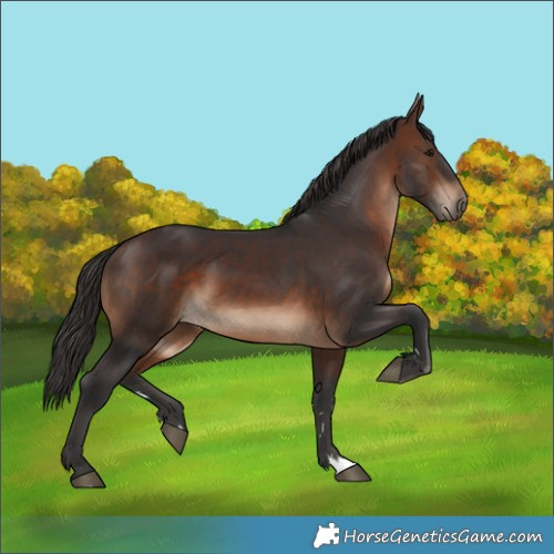 Horse Color:Brown 