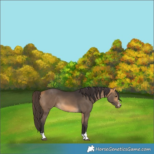 Horse Color:Buckskin