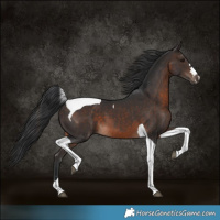 Horse Color:Brown Tobiano 