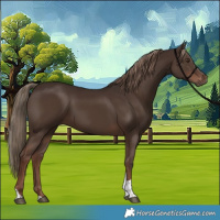 Horse Color:Liver Chestnut Tobiano 