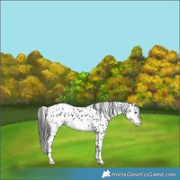 Horse Color:Black Frame Leopard