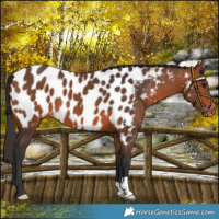 Horse Color:Bay Appaloosa 