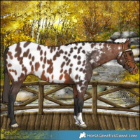 Horse Color:Bay Near Leopard