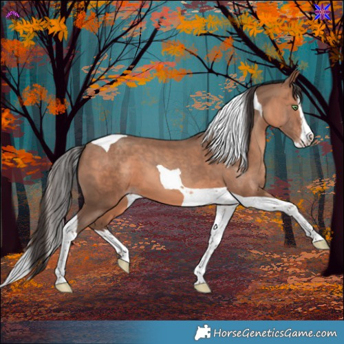 Horse Color:Sable Champagne Sabino Splash Tobiano